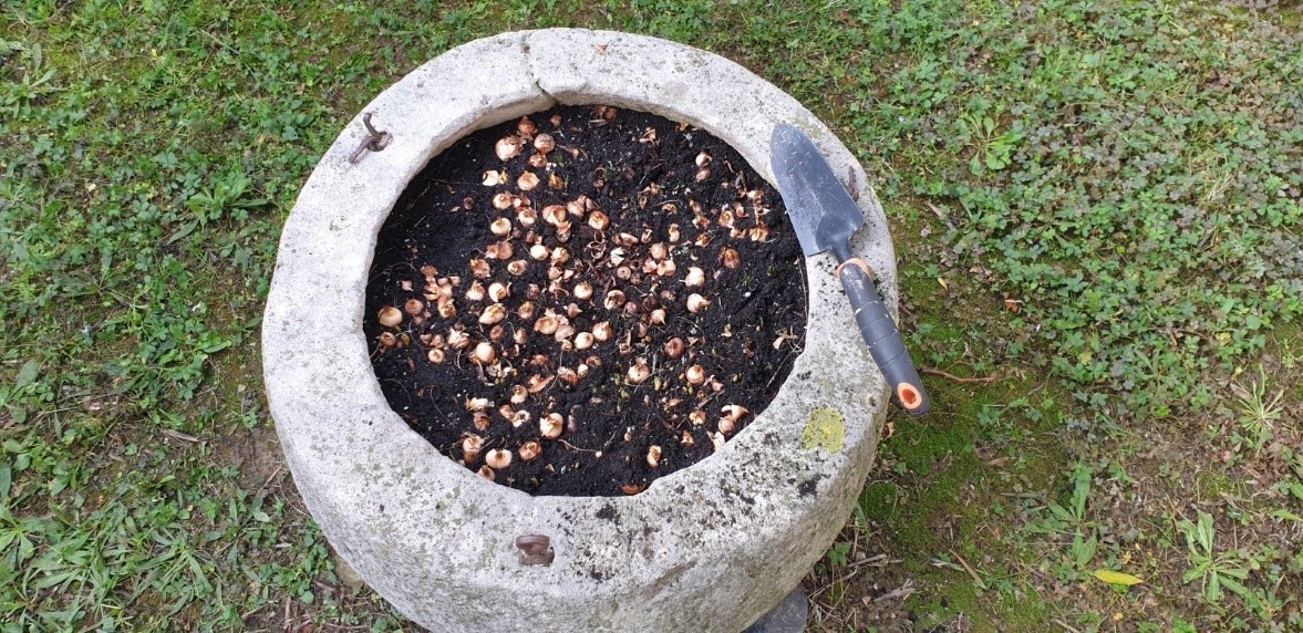 PROJEKT KROKUS